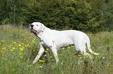 DOGUE ARGENTIN 059